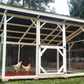 Chicken Run 8x12